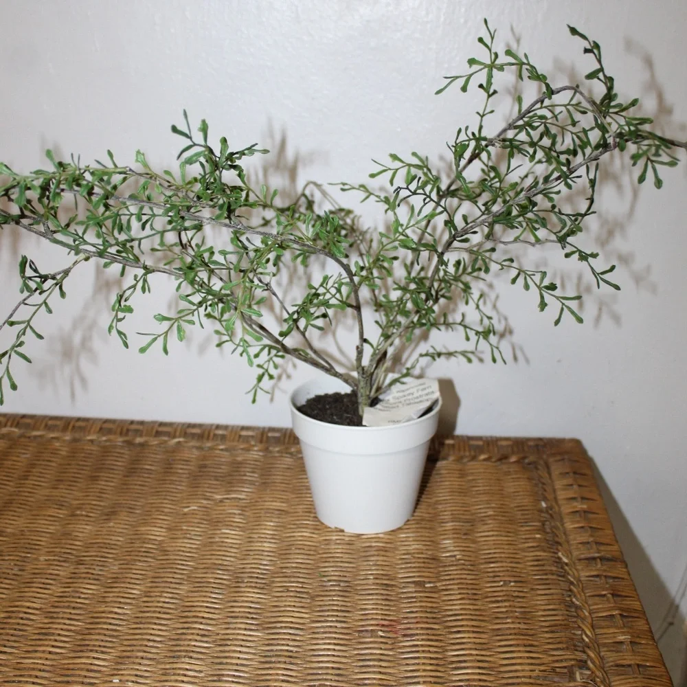Williams Sonoma Artificial Potted Twig Leaf Plant